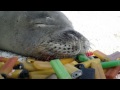Monk Seal Conservation Awareness