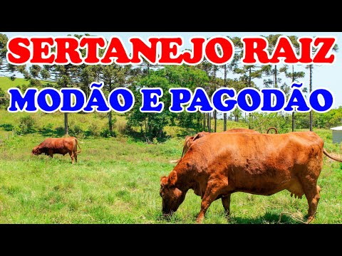 SÓ SERTANEJO RAIZ - Pagodão Caipira e Modão de Viola