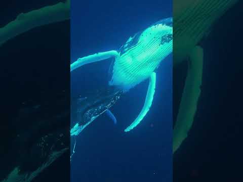 🚨 Nearly lost my Dive buddy to a giant tiger shark!! 🚨 full video just dropped. Go check it out!!