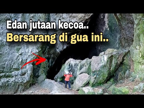 NEKAD..!! MASUK GOA SARANG JUTAAN KECOA DAN KELELAWAR DI BAWAH GUNUNG SELOK CILACAP.