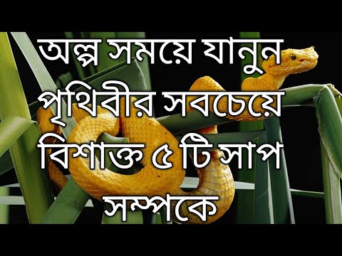 5 Most Powerfull Snakes In The world(Bangla) পৃথিবীর সবচেয়ে বিশাক্ত ৫ টি সাপ।