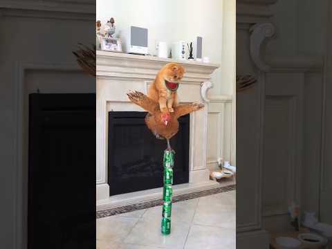 ??#catcomedy #catvideos #cutekittten #funny #cutecat #cute #kittten #cuteanimal #tiktok #trend