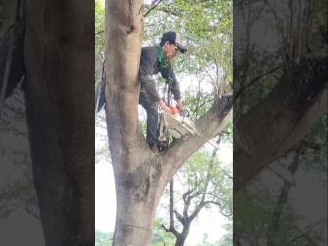 best skills chainsaw Woodworking project large tree felling #shortvideo #treecutting #chainsaw