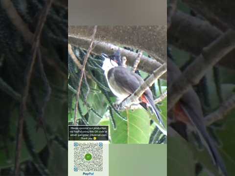 紅耳鵯樹上輕聲鳴叫 #bird #birding #wildlife #公園 #大自然 #生態攝影 #趣味 #野生動物 #自然 #wings #鳥 #nature #cute #hk #動物 #鳥類