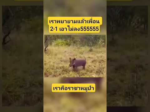 #เราพยายามที่สุดแล้วเพื่อนไม่ไหว#หมูป่า #หมูป่า #puma #บอกข่าวเล่าเรื่อง