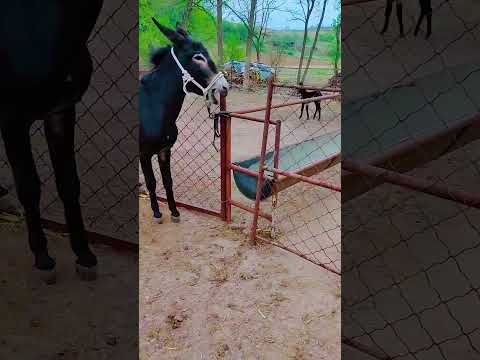 Funniest Donkey Ever! Donkey Training the fun way! 2153