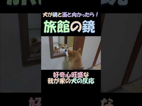 旅館の鏡　犬が鏡と面と向かったら！愛犬の気持ちを代弁してみた The mirror in the inn 　 What happens when a dog faces a mirror?
