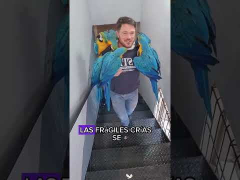 The man who taught it to fly#animals #Friendship #Us