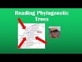 Phylogenetic Tree Concepts and Relationships