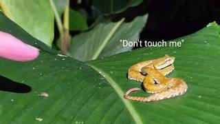 Searching for deadly vipers in Costa Rica!