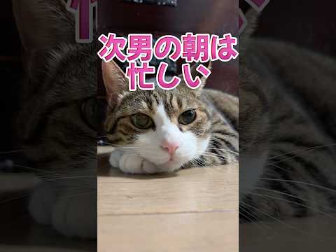 猫の動画サムネイル - 期待して待ってる猫#cats#shorts #球太