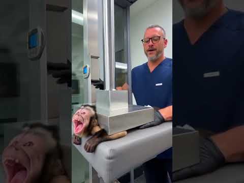 #Funny #monkey #Watch #ukaudience