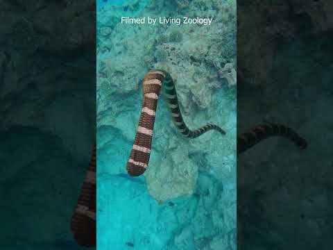 The beauty of sea snakes