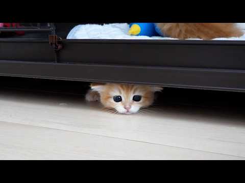 Cute kittens appearing from unexpected places...
