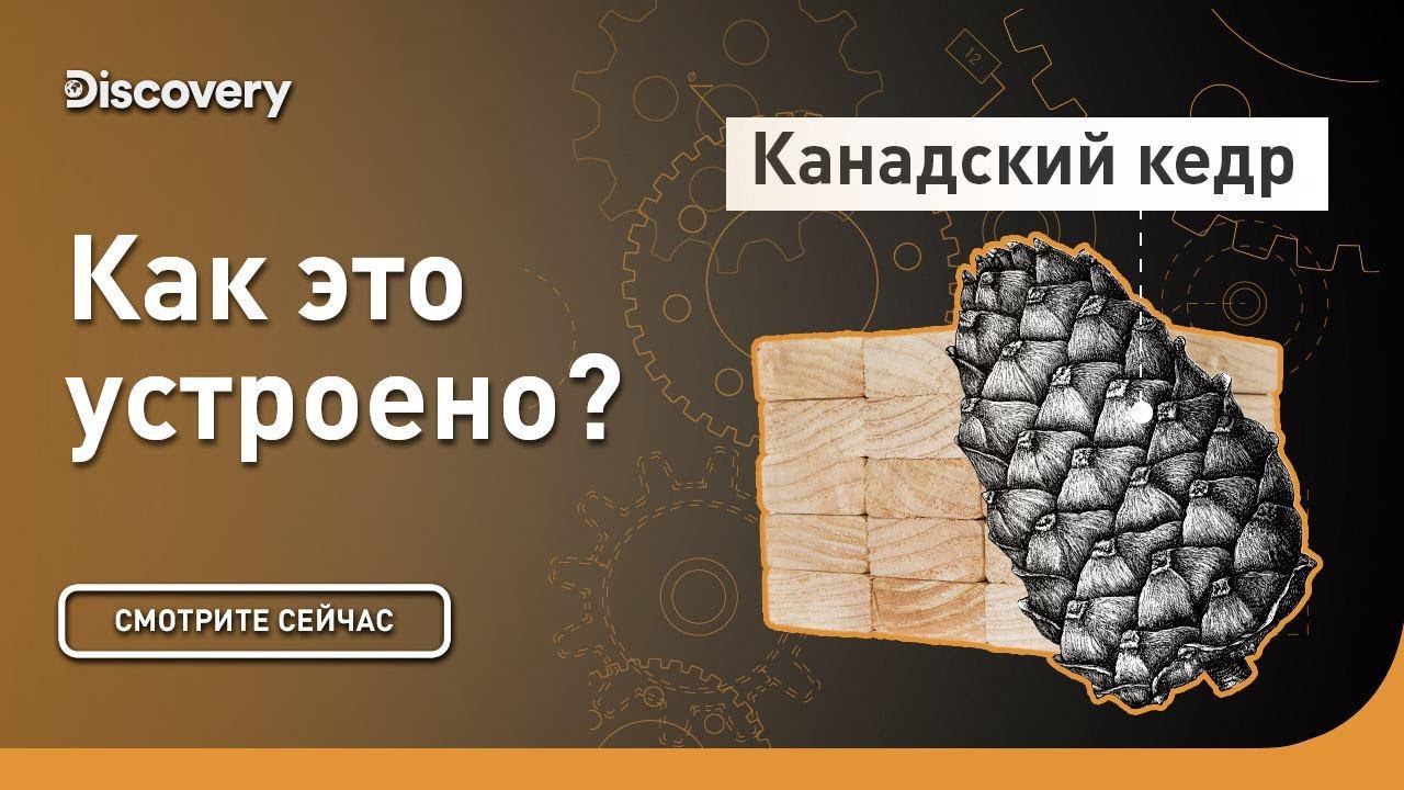 Канадский кедр Как это сделано?