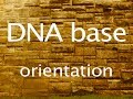 DNA Structure and Base Pairing