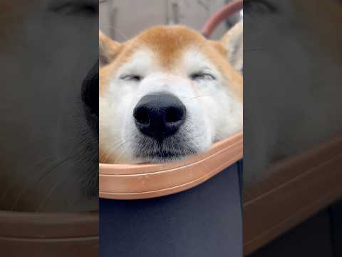 パニック後の柴犬福雷の朝の散歩動画｜癒しと笑いをお届けします サムネイル
