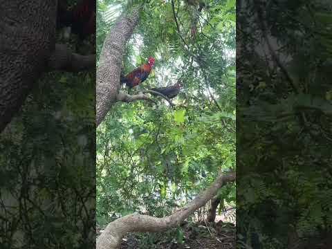PIKAT AYAM HUTAN DAN BETINA #ayamhutan