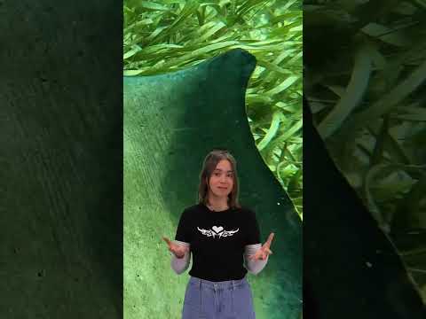 Une raie, ENCEINTE d’un requin ?