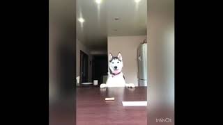12 Funny And Cute Husky Puppies Compilation #26