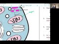Cellular Respiration Concepts and Mechanisms