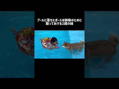 プールに落ちたボールを姉柴のために取ってあげる2歳の妹 #shorts #shibainu