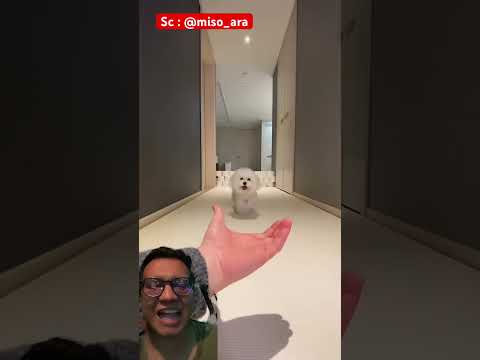 Doggy lucu di panggil papa 😂⁉️ @miso_ara #shorts #funny #dog #pets