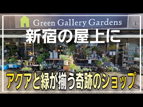 日本一利用される新宿駅直結‼圧倒的在庫量でAQUAとグリーンが揃う奇跡のアクアショップ吉田観賞魚さん‼ aquarium アクアリウム テラリウム 熱帯植物 金魚 熱帯魚 水草 流木 メダカ 観葉植物