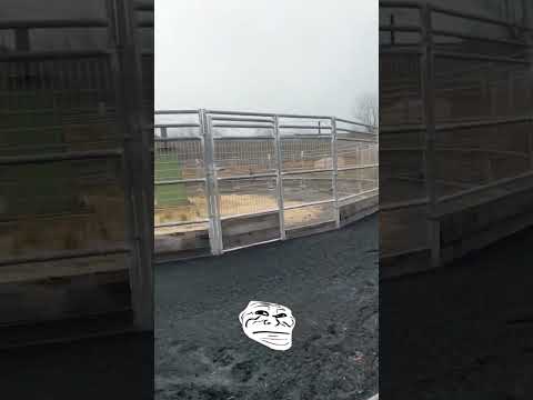Я люблю готовить но я даже не повар