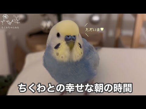 #185 朝から🐥”ただいま”と帰ってくるちくわとの幸せな暮らし セキセイインコ 男の子 3歳