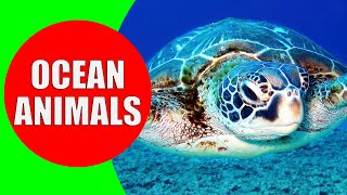 Learn 20 Amazing OCEAN ANIMALS for Kids - Fun & Interesting Facts for Toddlers & Kindergarten