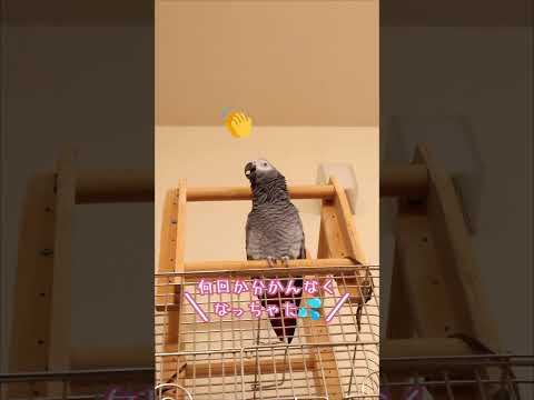 絶対に集中できない筋トレ5選(犯人:インコ)#ヨウム #インコ #面白い #癒し#parrot #筋トレ #おしゃべり
