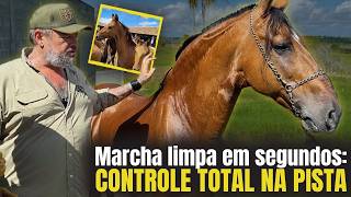 CAMPOLINA EM ALTO NÍVEL: MARCHA AJUSTADA, DOCILIDADE E GENÉTICA CAMPEÃ! 🐎🏆