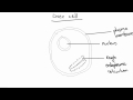 Cell Organelles and Their Functions