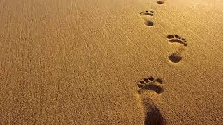 Spur des Lebens von  Saltatio Mortis