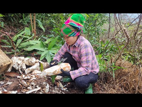 Take cassava and wild banana trees, cook them to feed pigs, Xuan's daily life