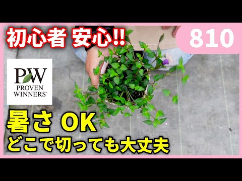 夏におすすめのPW品種スーパートレニア カタリーナ ｂｙ園芸チャンネル 810 #園芸 #ガーデニング #初心者