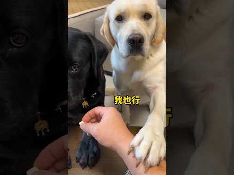 ๐Funny friendship with dog conversation ๐ #dog #shorts #animallover