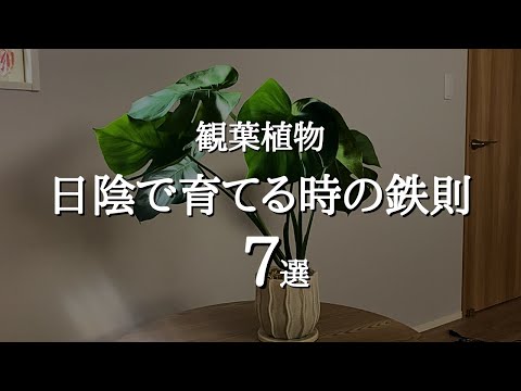 【日当たりが悪くても諦めない】観葉植物を日陰で枯らさず元気に育てる7つのポイント