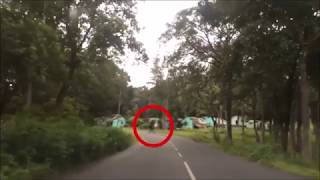 Ghost in the forest