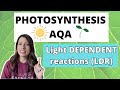 Photosynthesis: Light-Dependent Reactions