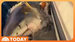 Thumbnail for the video "Massive Great White Shark Appears Headed for Cape Cod" from TODAY