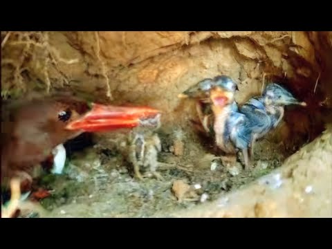 Luar biasa kejam burung tengkek ini
