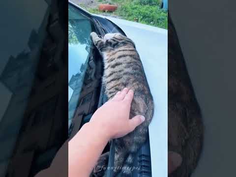Cat can sleep anywhere🥰😂#cat #catsoftiktok #funny #cute #pet #funnyvideo