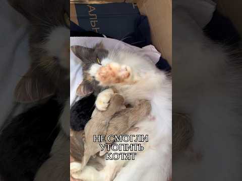 САМЫЙ ПЛОХОЙ ХОЗЯИН😭🐈