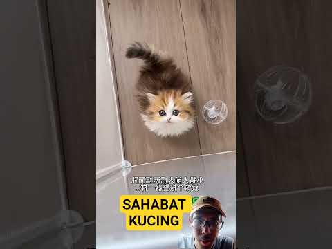 Kucing lucu naik mobil #kucinglucu #kucing #cat #pets #shortvideo