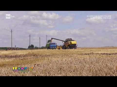 Grano, stop agli accordi Russia-Ucraina - Weekly 22/07/2023