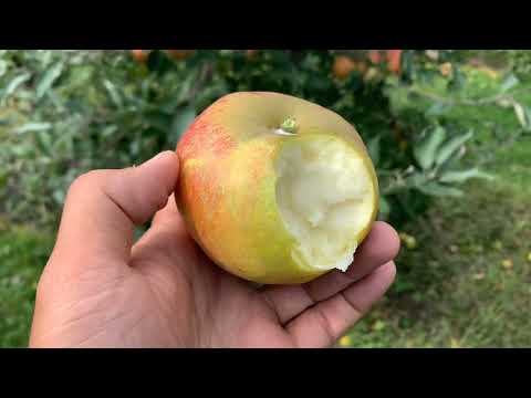 Holstein Pippin Apple Tasting