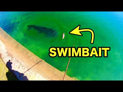 HUGE SWIMBAIT catches CLEAR WATER POND MONSTERS!