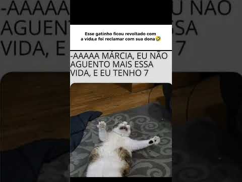 Essa gatinha ficou revoltada com a vida,mais lembrou que tem mais 7 pela frente